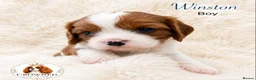 Cavalier King Charles Spaniel dogs for sale: Beautiful Cavalier King Charles Pups - Advert 1