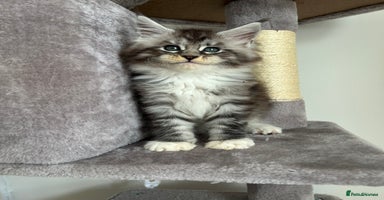 Maine Coon cats - Advert 4