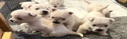 West Highland Terrier dogs for sale: Beautiful KC registered westie puppies - Advert 10