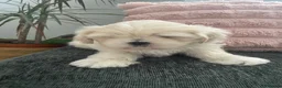 Shih Tzu dogs for sale: Cream Shih Tzu Boy For Sale - Advert 5