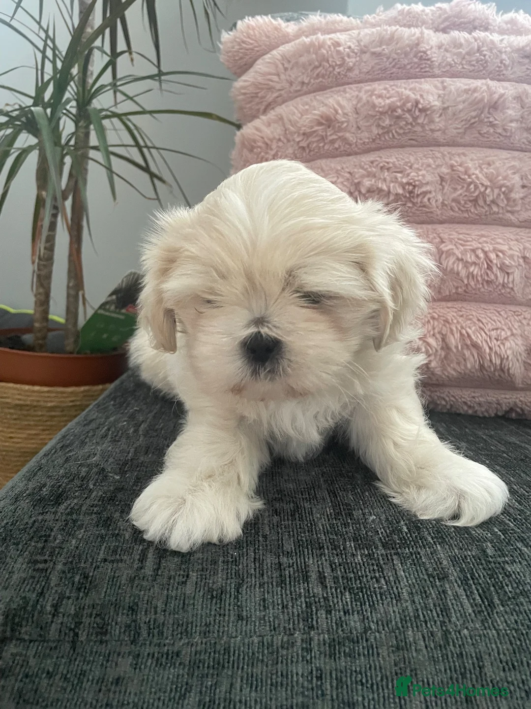 Shih Tzu dogs for sale: Cream Shih Tzu Boy For Sale - Advert 5
