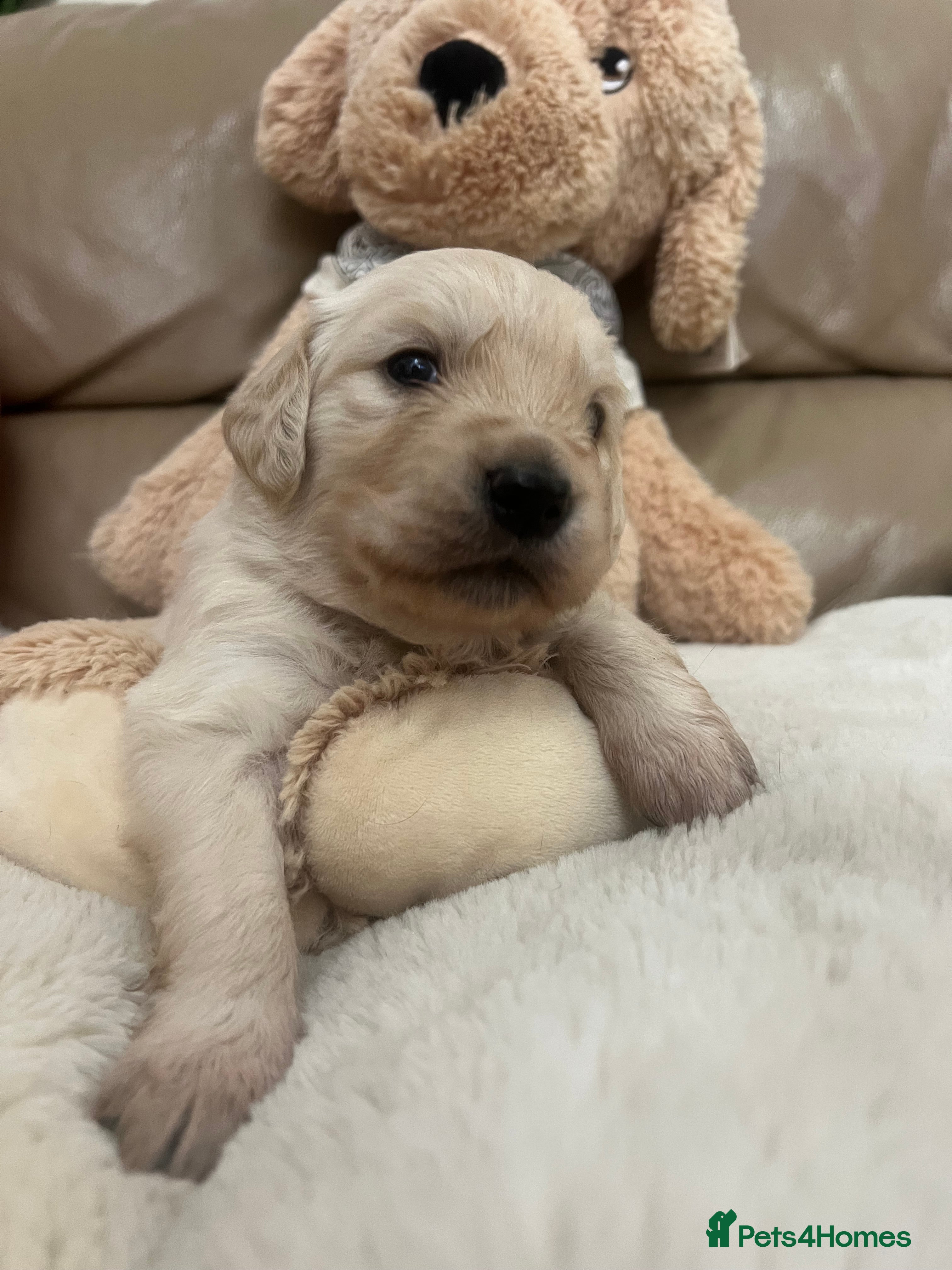 Golden Retriever dogs Golden retrievers  - Advert 17