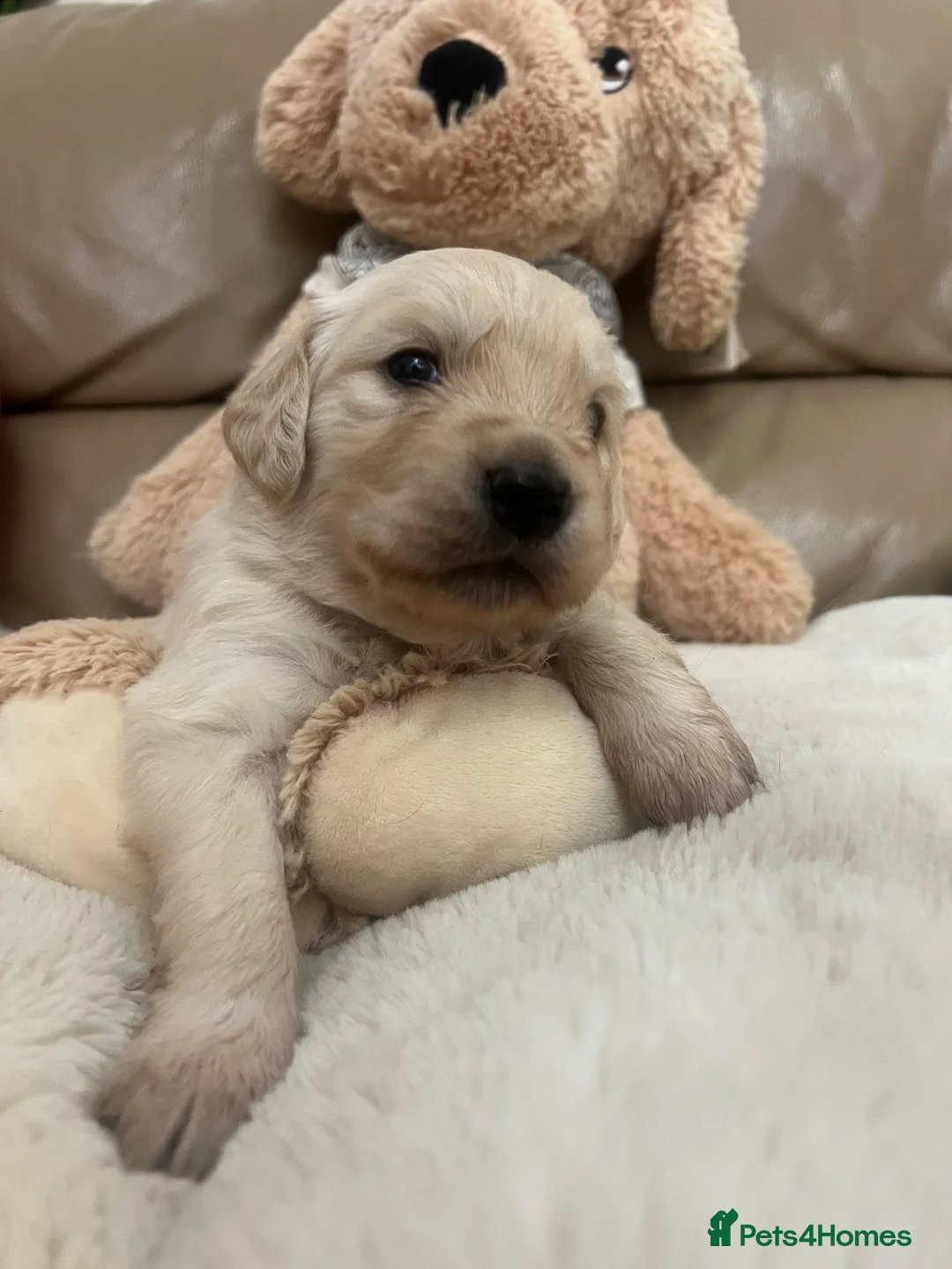 Golden Retriever dogs for sale: Golden retrievers, ready to leave now!!! - Advert 1