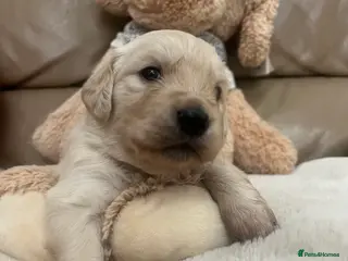 Golden Retriever dogs Golden retrievers - Advert 17