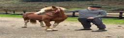 Welsh Section C horses for sale: Carless Joey - One for the future  - Advert 1