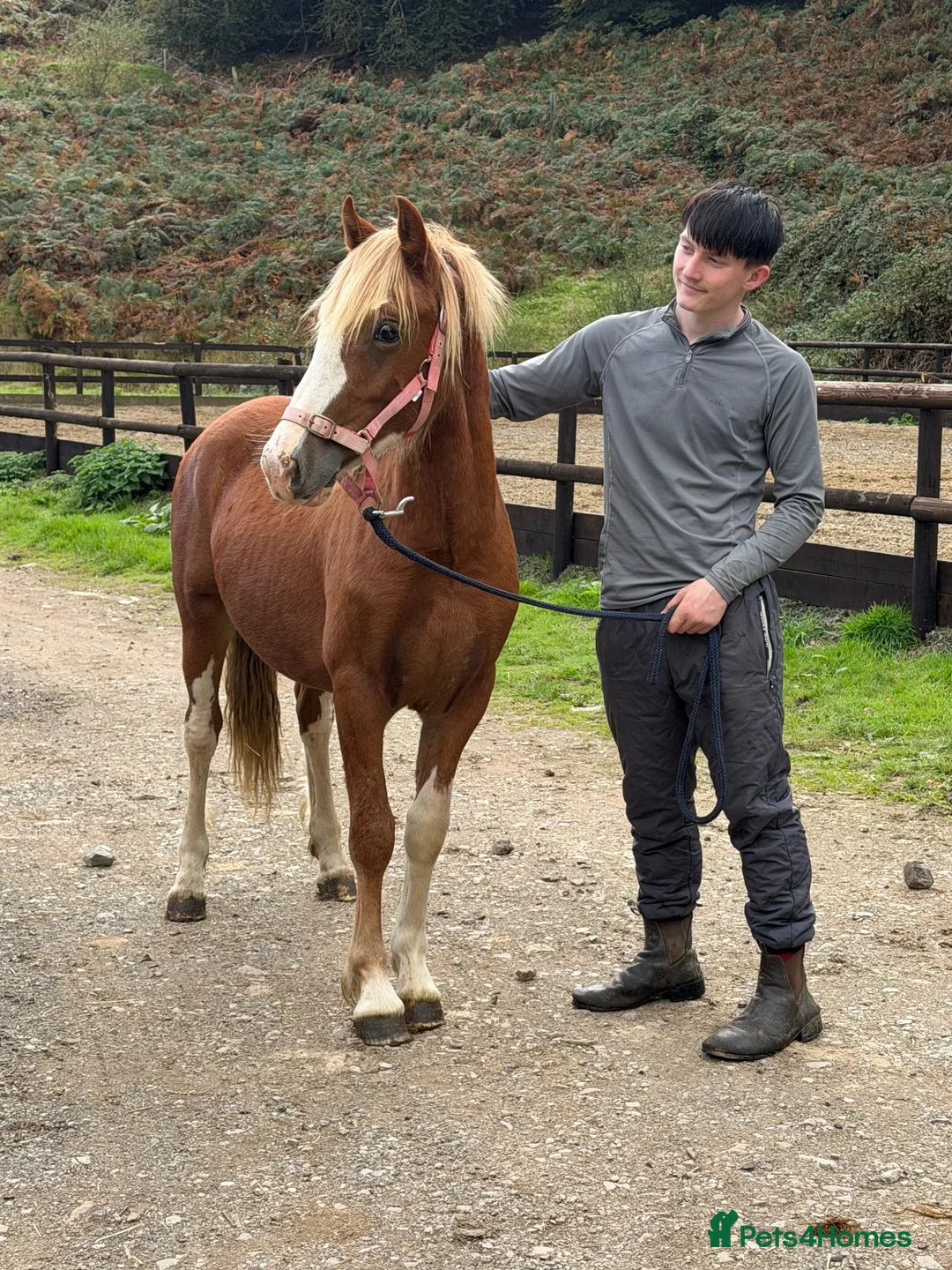 Welsh Section C horses for sale: Carless Joey - One for the future  - Advert 1