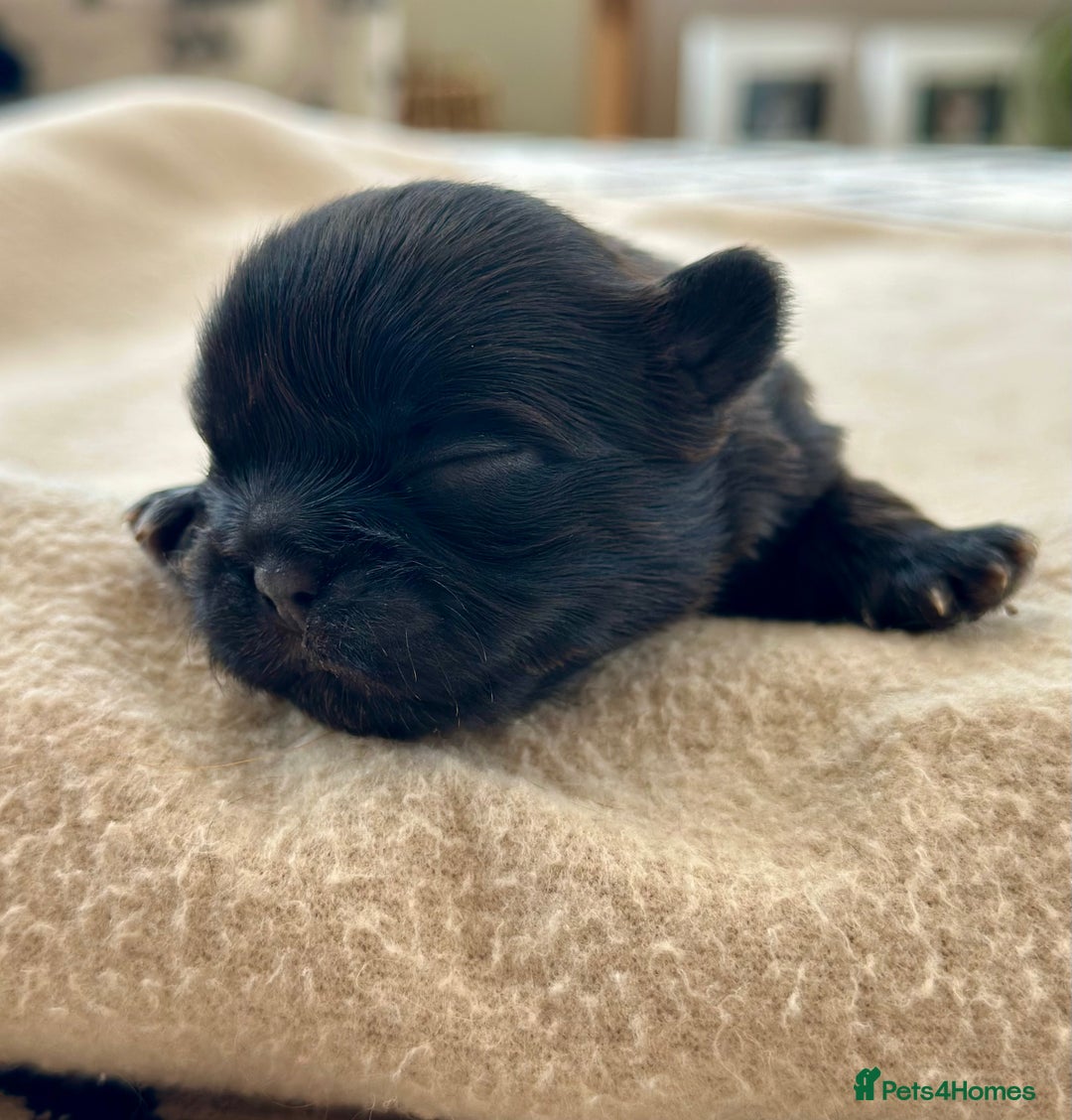 Shih Tzu dogs for sale: Beautiful Shih Tzu Puppies - Male & Female - Image 6