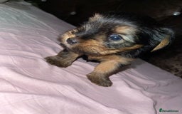 Yorkshire Terrier dogs for sale: Yorkshire terrier puppies for sale - Advert 4