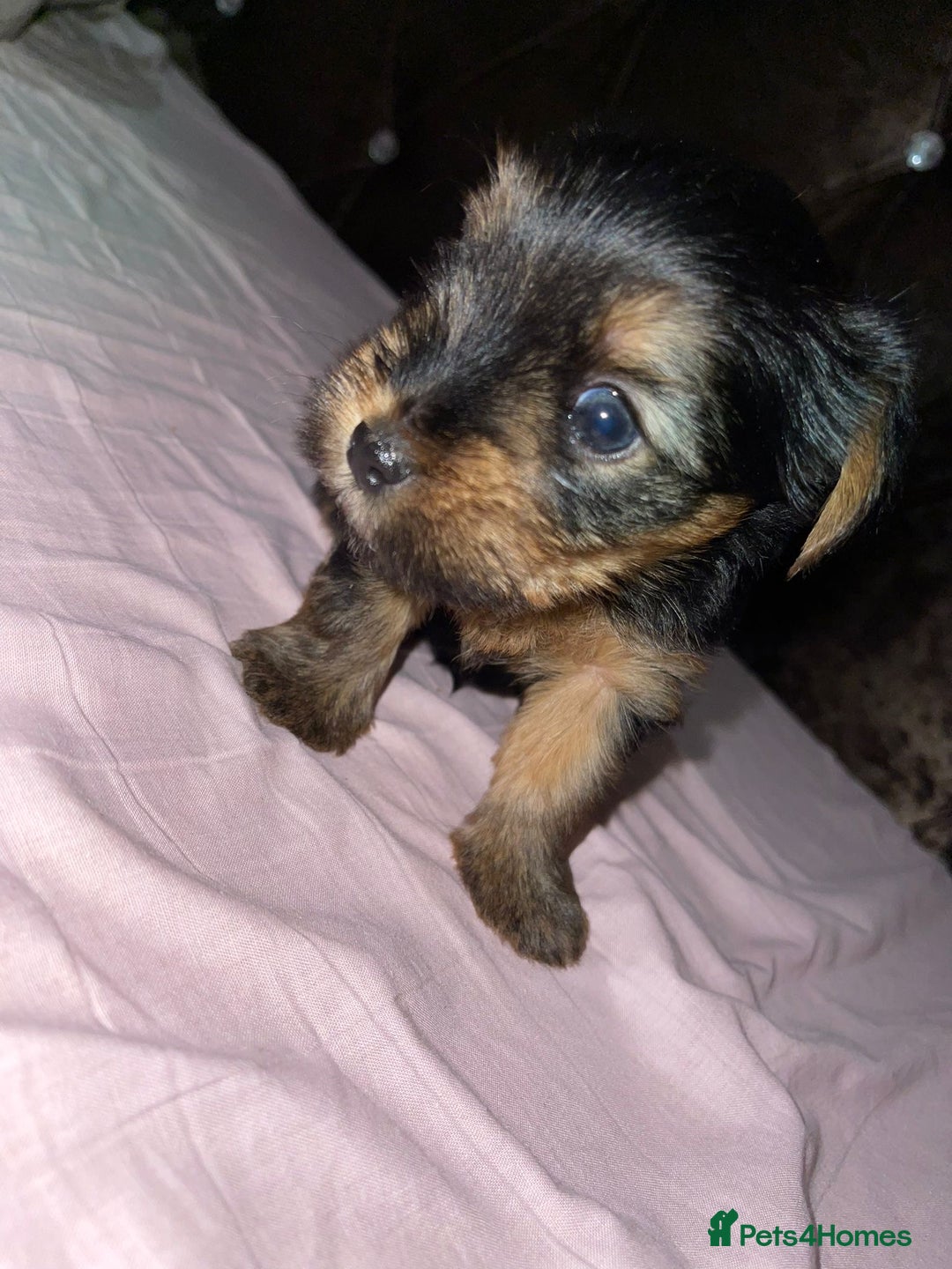 Yorkshire Terrier dogs for sale: Yorkshire terrier puppies for sale - Advert 4