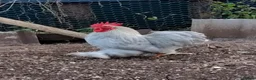 Chickens poultry for sale: Two beautiful lavender pekin cockerels - Advert 3