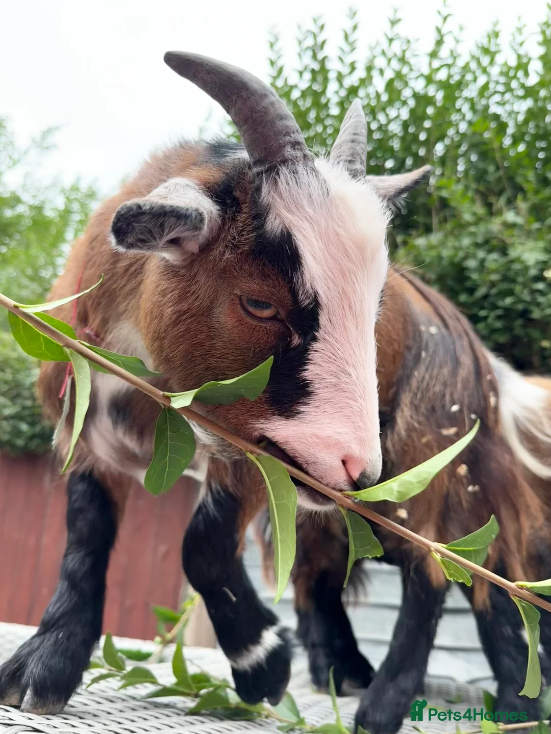 Goats livestock for sale: 2 Pygmy goats - Advert 4