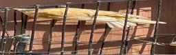 Finches birds for sale: Jaspa linnet mules in Hemel Hempstead - Advert 3