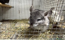 Chinchilla rodents for sale: Males and female chinchillas.  - Advert 4