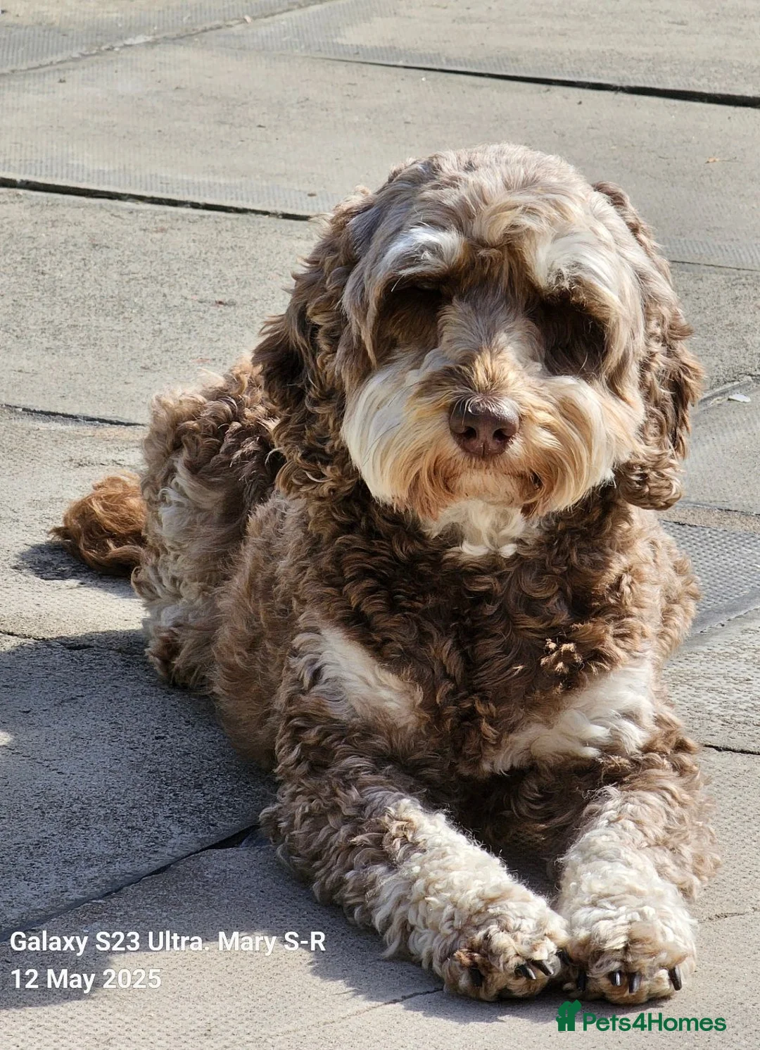 Cockapoo dogs for sale: COCKAPOOS in Aberdeen - Advert 3