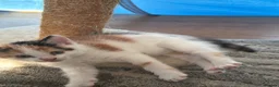 Domestic Shorthair cats for sale: Lovely kittens  - Advert 3
