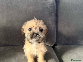 Zuchon dogs Bichon x Westie x Shih zu - Advert 5