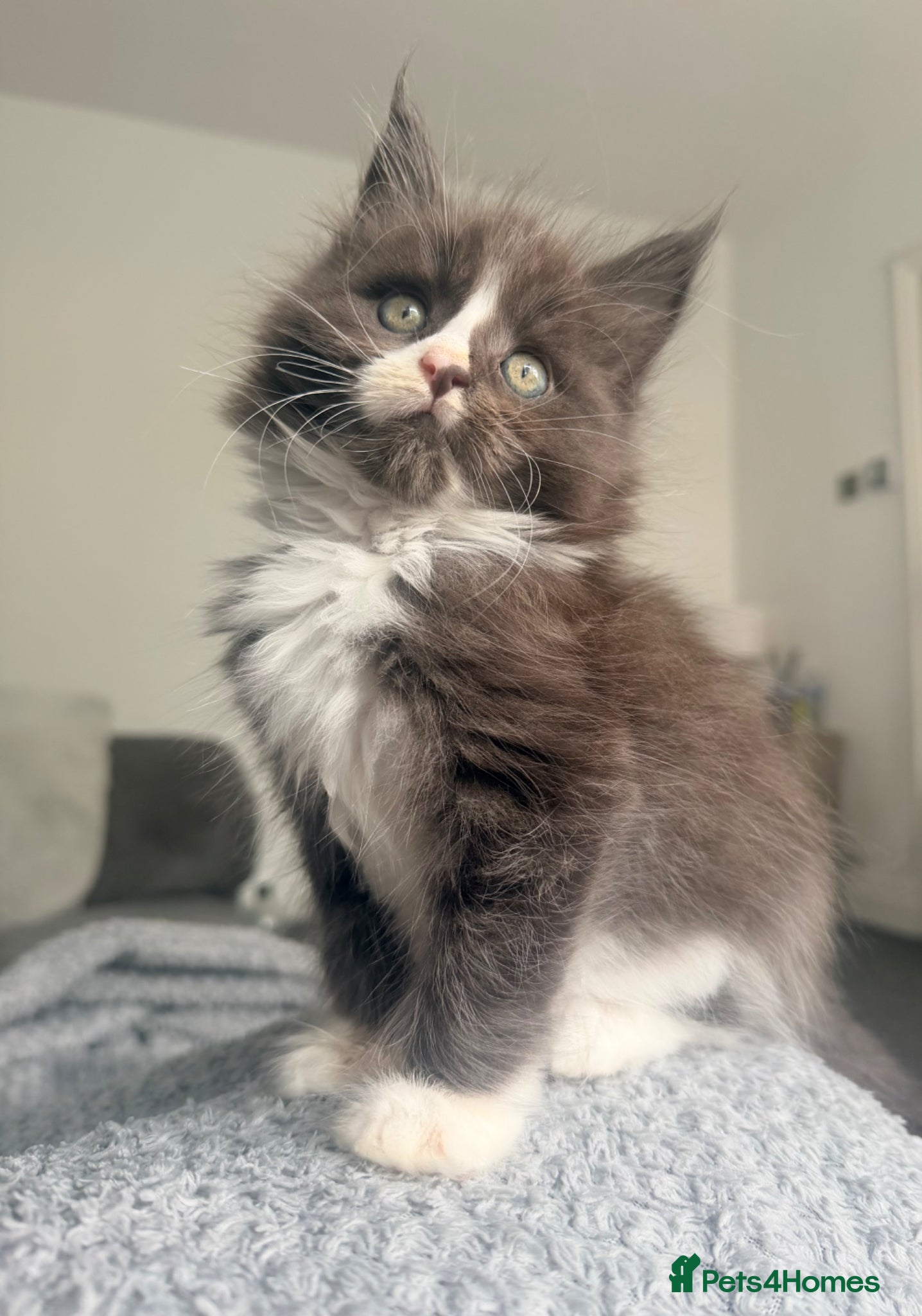 Maine Coon cats Last gorgeous boy! - Advert 9