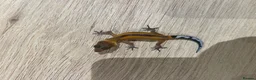 Gecko reptiles for sale: Baby leopard geckos for sale   - Advert 15