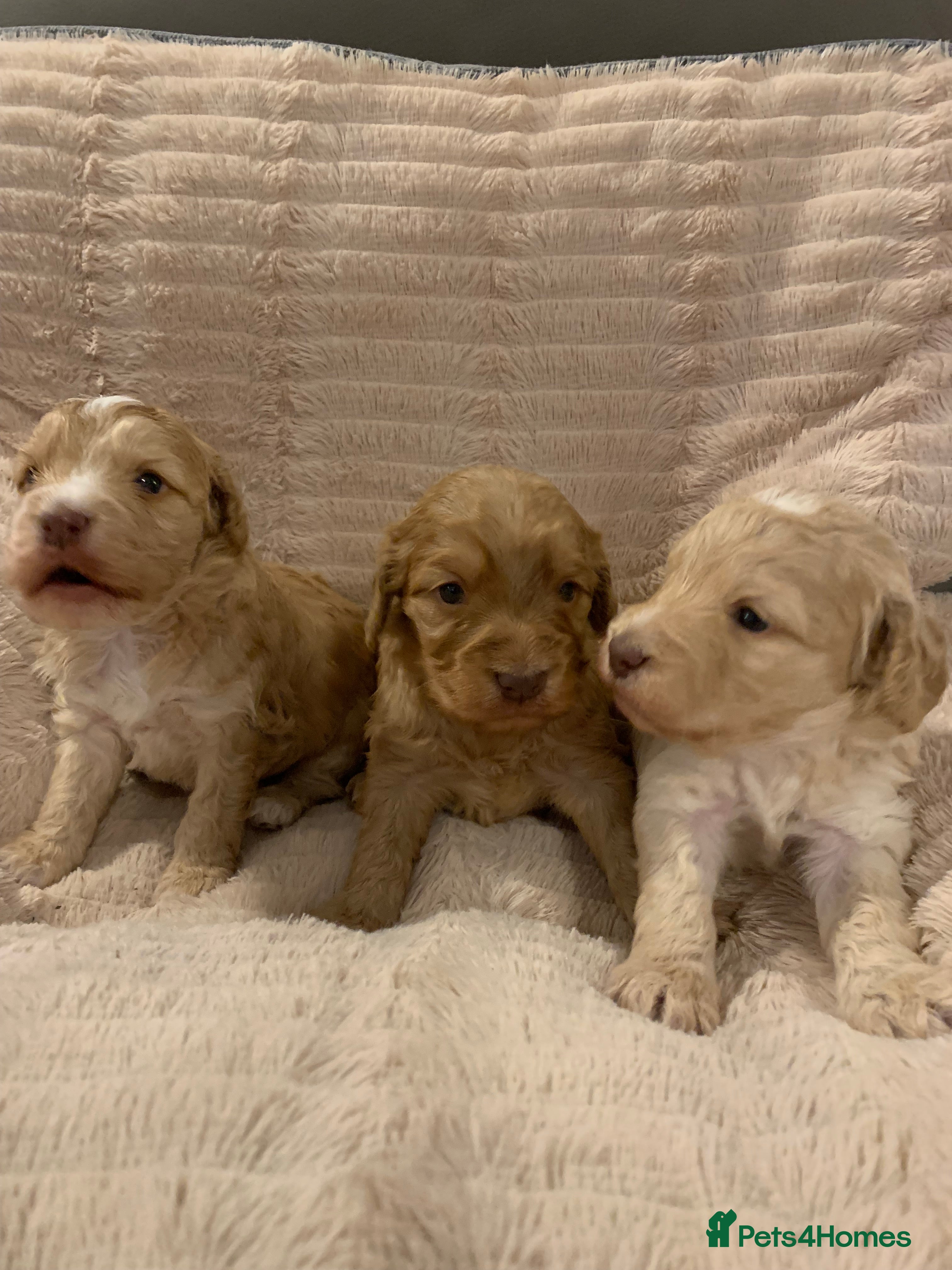 Cockapoo dogs F1 show type Cockapoo. Health tested parents - Advert 3