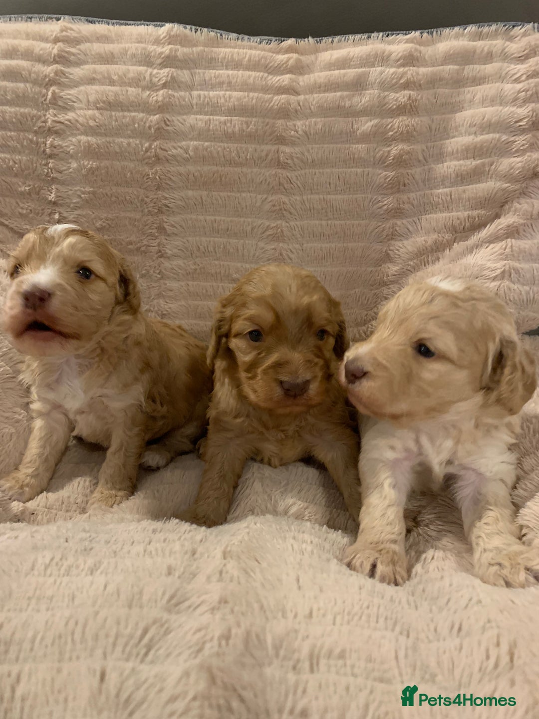 Cockapoo dogs for sale: F1 show type Cockapoo. Health tested parents - Advert 1