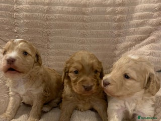 Cockapoo dogs F1 show type Cockapoo. Health tested parents - Advert 3