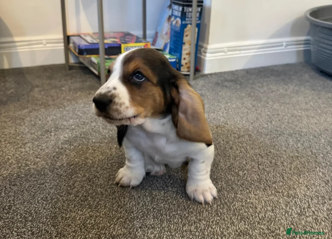 Basset Hound dogs for sale: One Beautiful Basset Hound Pup (Bertha) remaining. - Advert 6