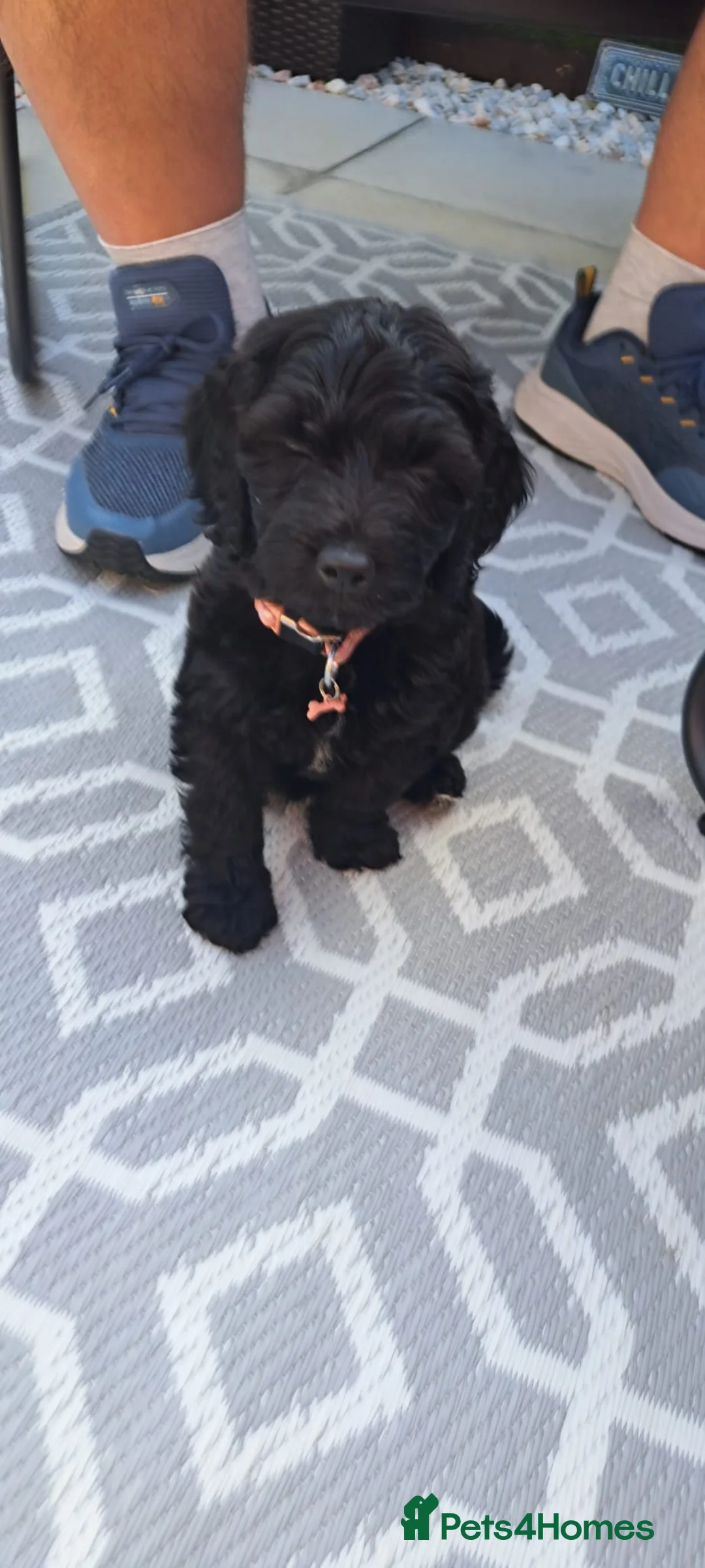 Cockapoo dogs for sale: Cockapoo 9 weeks old - Advert 6