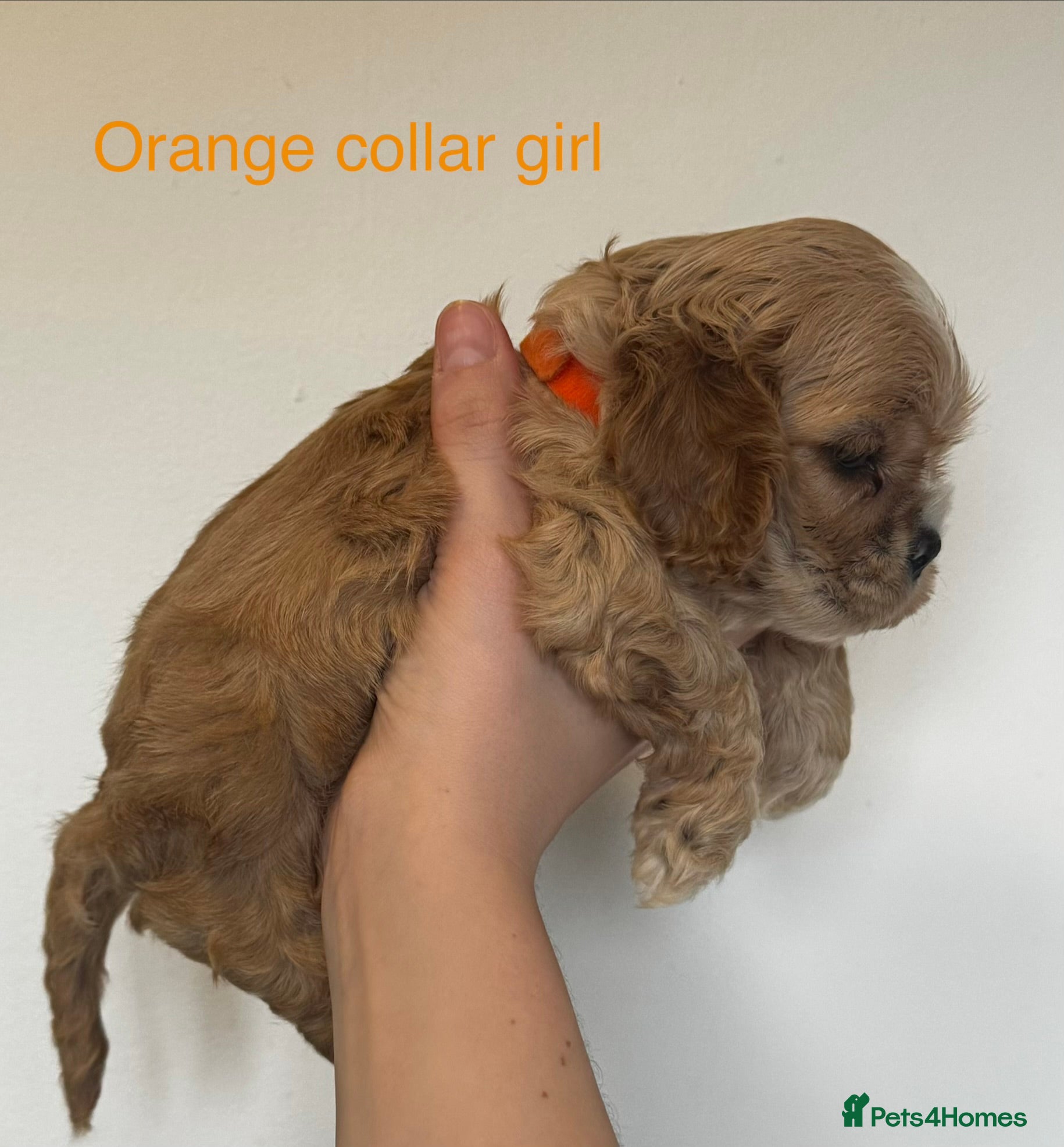 American Cocker Spaniel dogs 🐾KC, Health tested American cocker spaniels🐾 - Advert 15