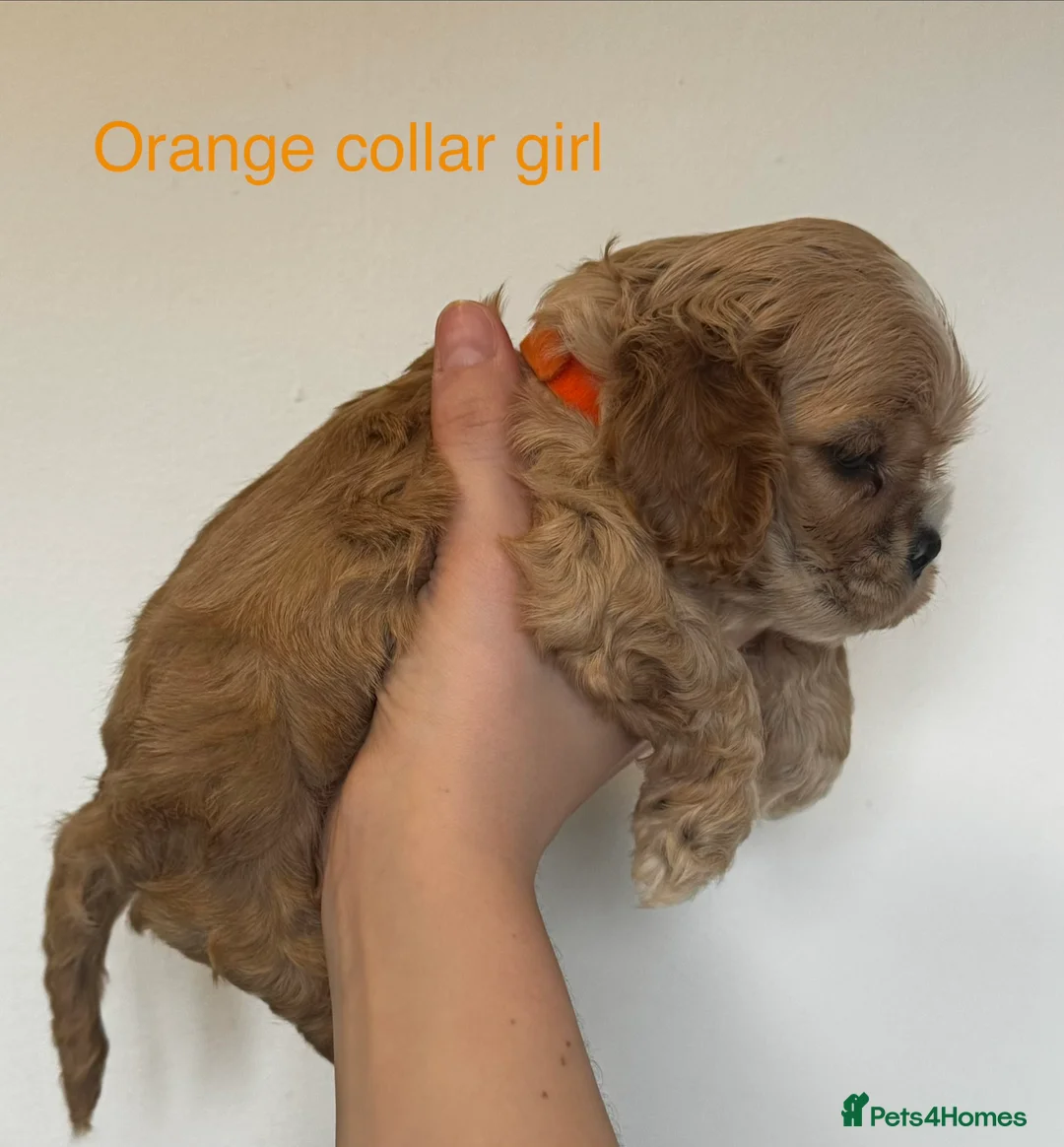 American Cocker Spaniel dogs for sale: 🐾KC, Health tested American cocker spaniels🐾 - Advert 1