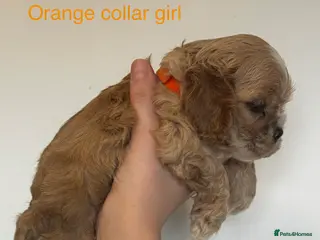 American Cocker Spaniel dogs 🐾KC, Health tested American cocker spaniels🐾 - Advert 15