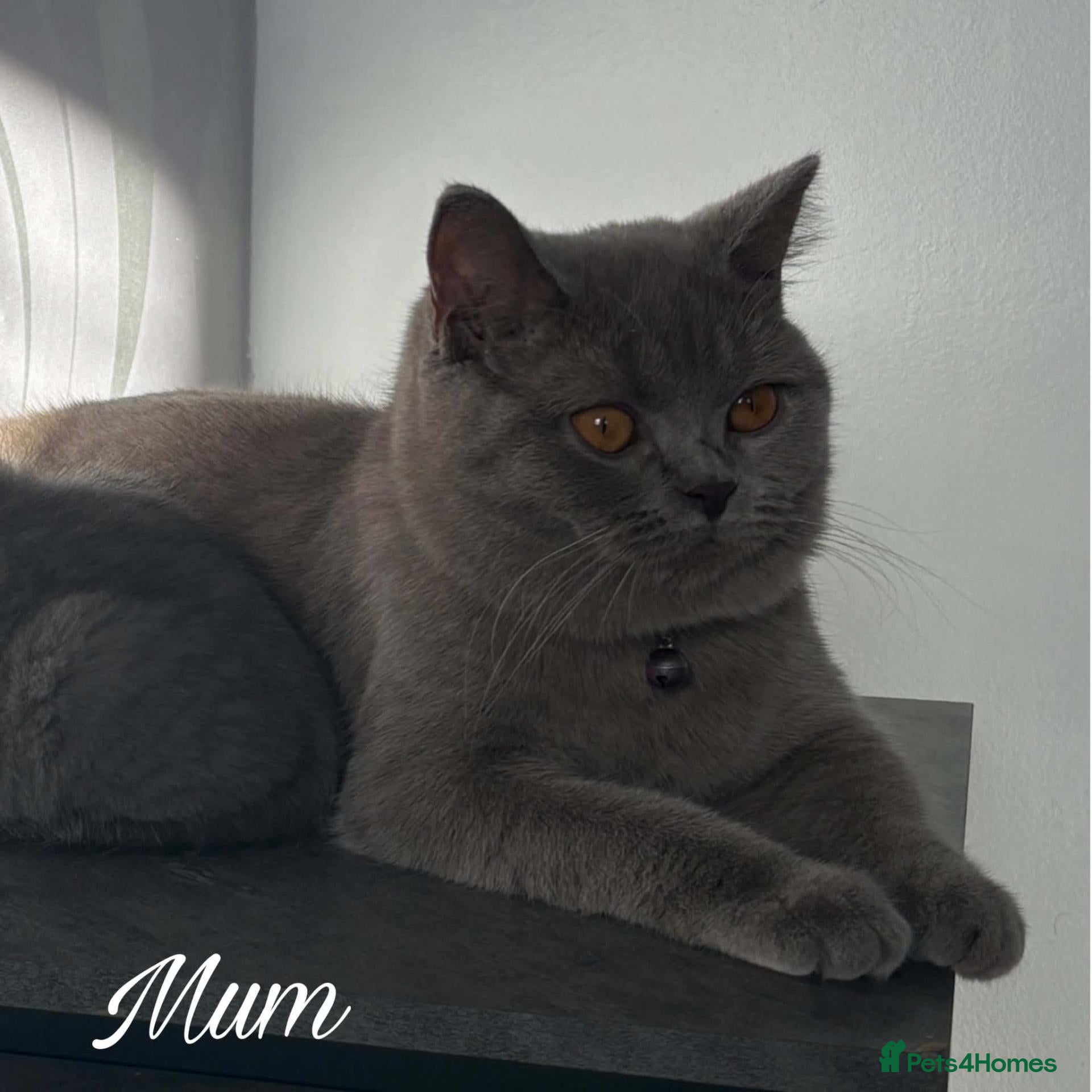 British Shorthair cats Beautiful  babies  - Advert 9