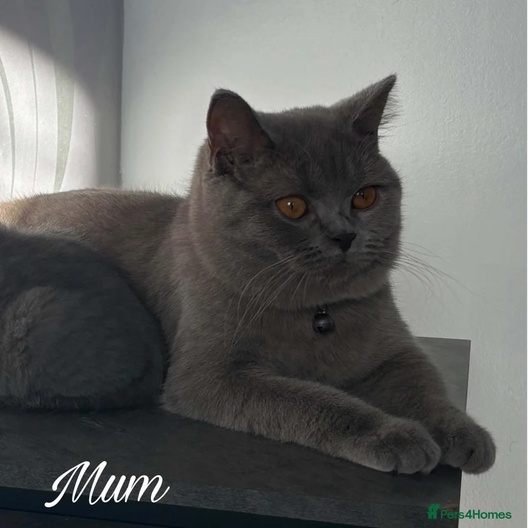 British Shorthair cats for sale: Beautiful  babies  - Advert 1