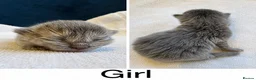 Ragcoon cats for sale: Ragdoll × Maine Coon Kittens rare colours - Advert 10