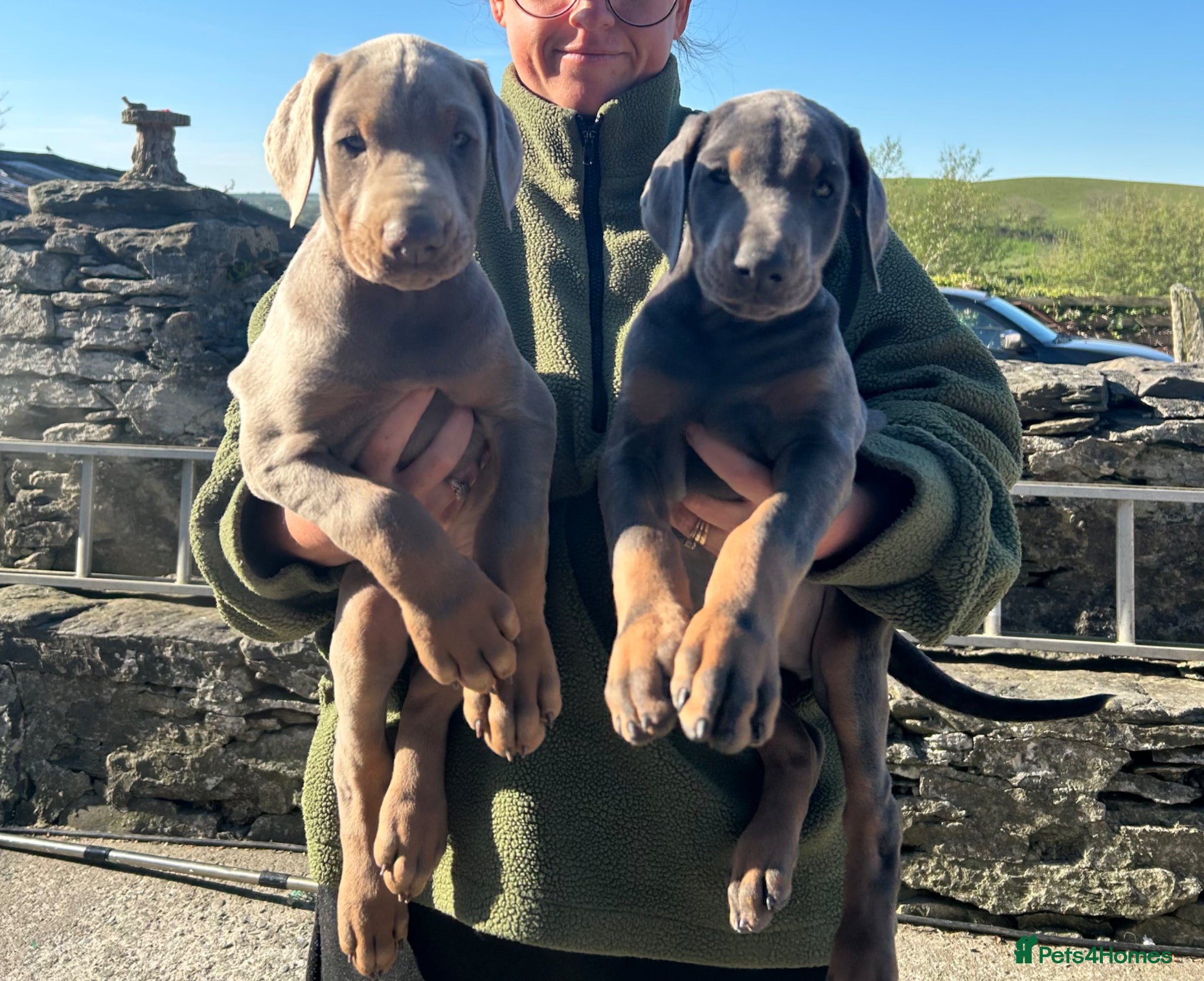 Dobermann dogs TWO MALES LEFT £1900 Dobermann puppies for sale  - Advert 4