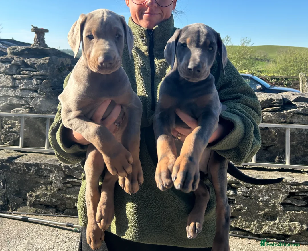 Dobermann dogs for sale: !! 1 FAWN MALE LEFT!! Dobermann puppies for sale  - Advert 1