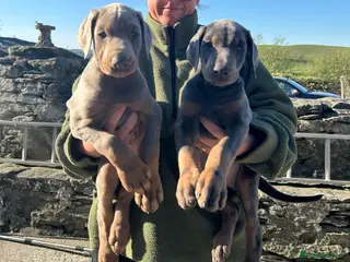 Dobermann dogs TWO MALES LEFT £1900 Dobermann puppies for sale - Advert 2