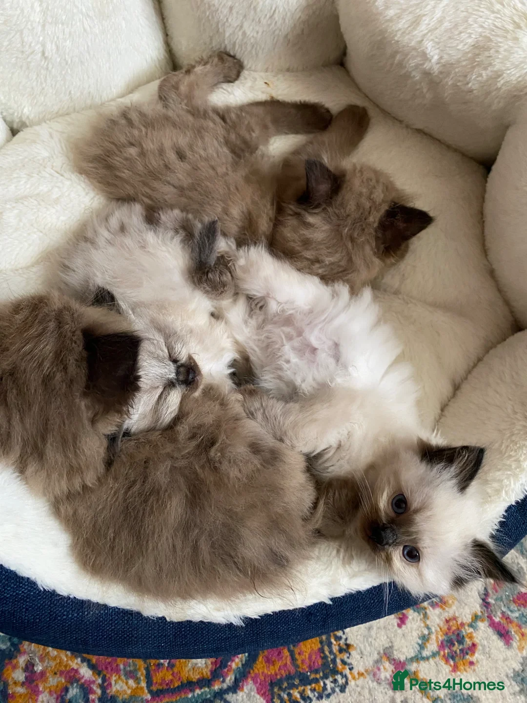 Ragdoll cats for sale: Ragdoll kittens boys and girls  - Advert 2