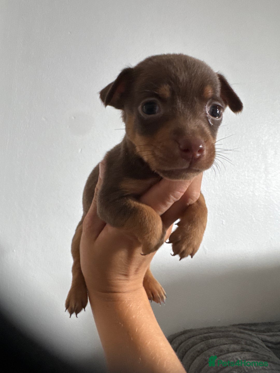 Jack Russell dogs for sale: 9 Jack Russel merles - Image 8