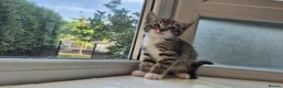 Mixed Breed cats for sale: 12 Beautiful kittens ready for their forever homes - Advert 7