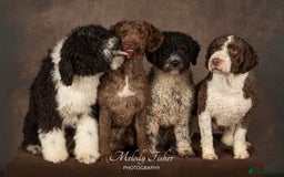Spanish Water Dog dogs for sale: Spanish Water Dog Puppies - Image 2