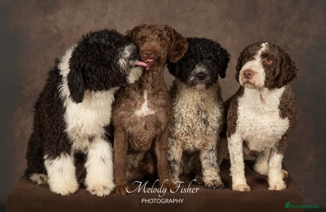 Spanish Water Dog dogs for sale: Spanish Water Dog Puppies - Image 2