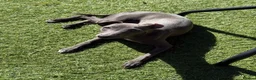 Italian Greyhound dogs for sale: Beautiful, affectionate Italian Greyhound in Wetherby - Advert 3
