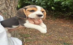 Beagle dogs for sale: BEAUTIFUL KC REG BEAGLES  - Image 11