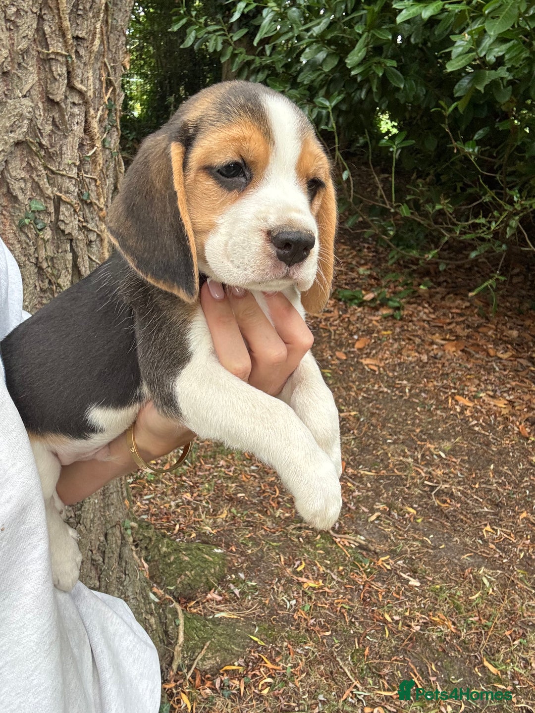 Beagle dogs for sale: BEAUTIFUL KC REG BEAGLES  - Image 11