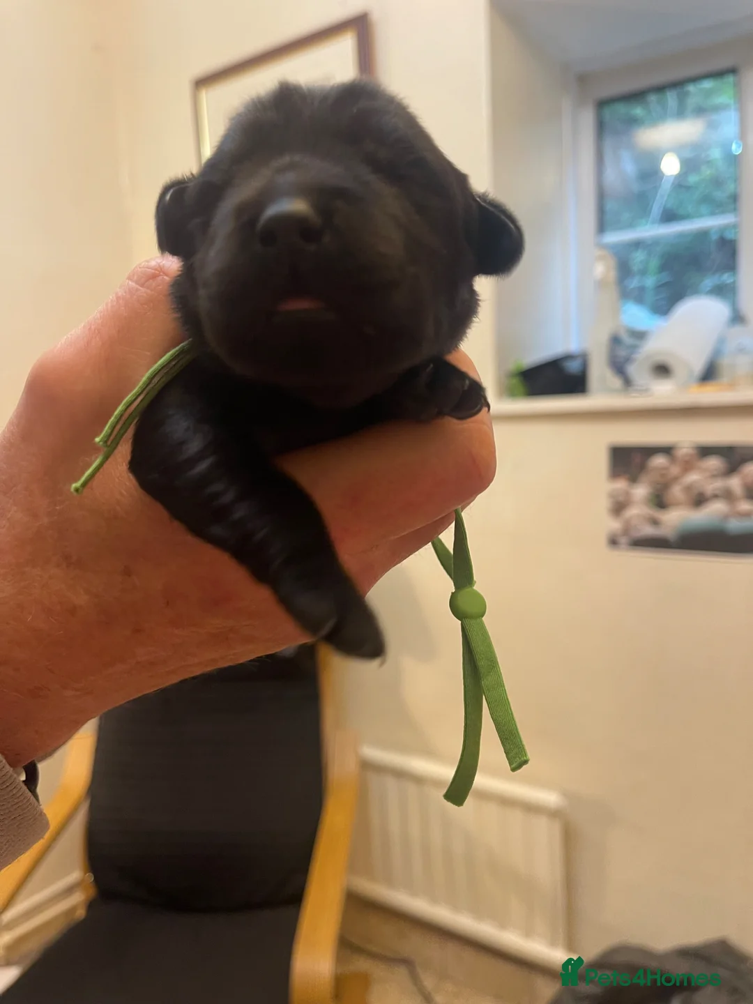 Goldador dogs for sale: Stunning Goldador Puppies  - Advert 2