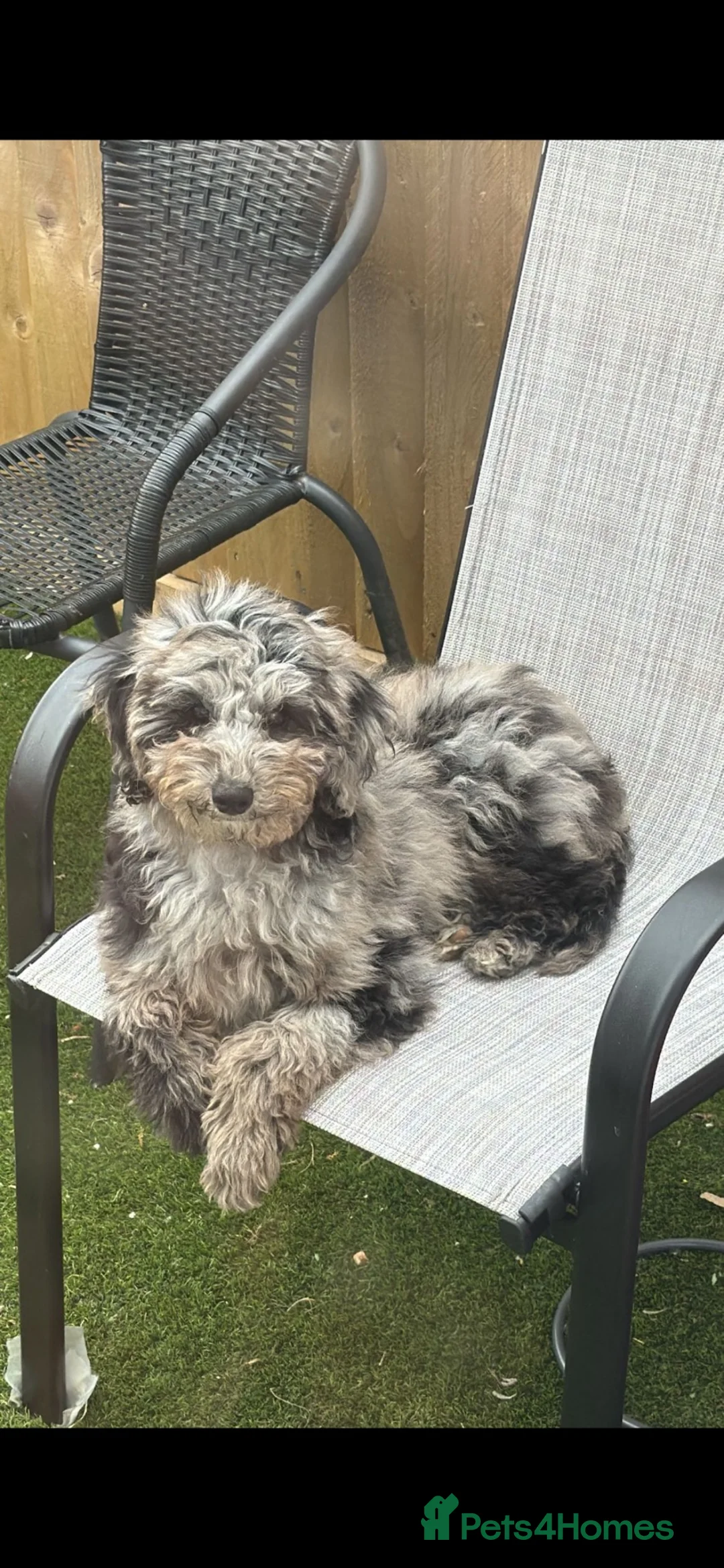 Cavapoo dogs for sale: Lovely Merle Cavapoo in Pontypridd - Advert 2