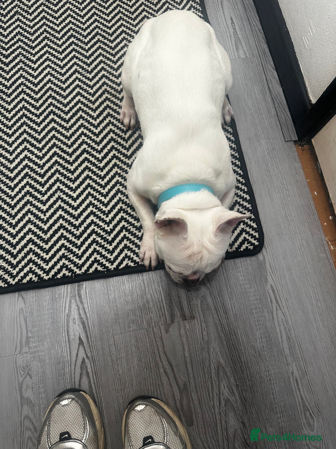 French Bulldog dogs for sale: Best offer - Advert 10