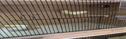 Canaries birds for sale: Canarys  in Kettering - Advert 3