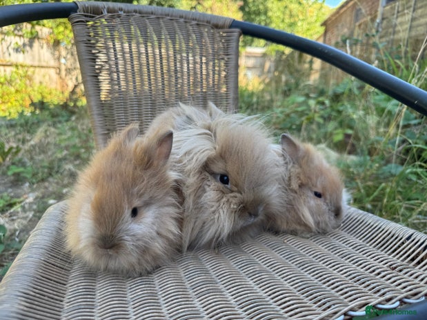 Lionhead rabbits - Advert 8