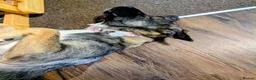 Mixed Breed dogs for adoption: Mirela 🩷 in Bristol - Advert 3